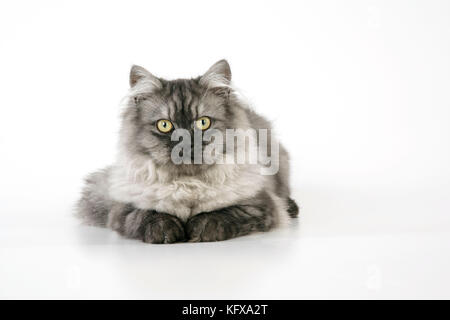 Chinchilla X Persianische dunkelsilberne Rauchkatze Stockfoto