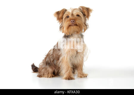 Dog - Poodle X Yorkie ( Yoodle oder Yorkie Poo ). Kreuzung von Poodle und Yorkshire Terrier. Stockfoto