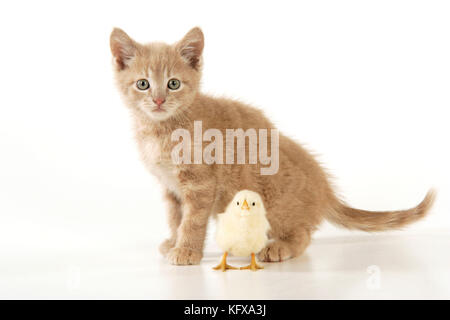 Katze - Kätzchen mit Küken Stockfoto