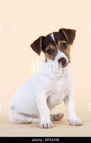 Hund - Jack Russell Terrier Welpe Stockfoto