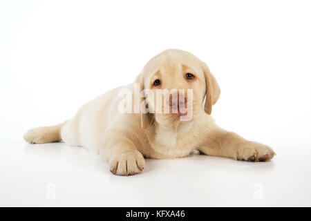 Hund. 8 Wochen altes labrador Hündchen, das sich hinlegte Stockfoto