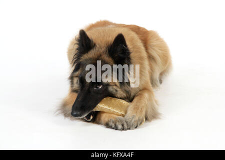 Hund kaut an einem Spielzeug Stockfoto