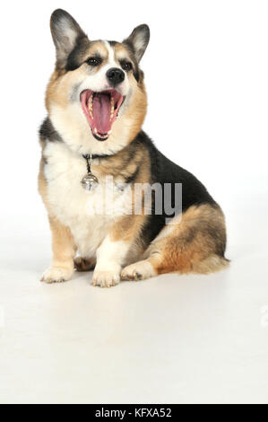 HUND. Älterer Hund mit einer Glocke am Kragen Stockfoto