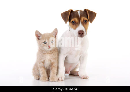 Kätzchen und Jack Russell Hündchen Stockfoto