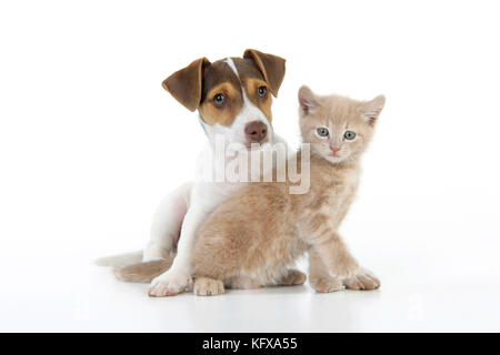 Kätzchen und Jack Russell Hündchen Stockfoto