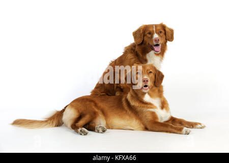 Hund. Neuschottische Enten-Tolling-Retriever Stockfoto