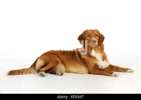 Hund. Neuschottische Ente, Maultier-Retriever Stockfoto