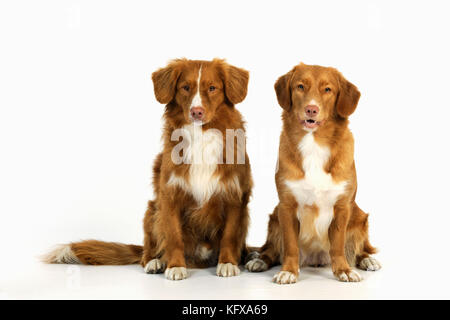 Hund. Neuschottische Ente, Maultier-Retriever Stockfoto