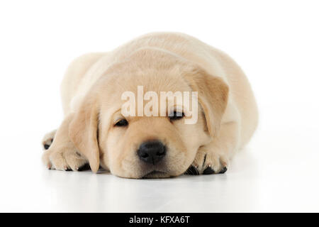 HUND. Gelbes labrador Hündchen, das sich hinlegt Stockfoto