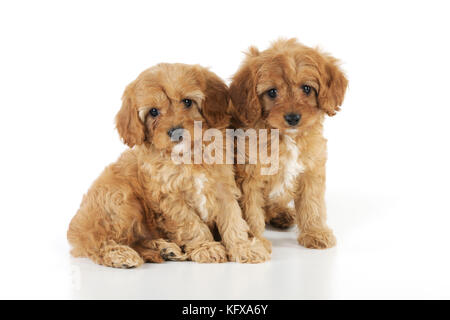 HUND. Cockerpoo Welpen (Poodle X Cocker Spaniel) 7 Wochen alt Stockfoto