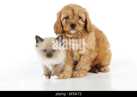 HUND. Cockerpoo Hündchen (Poodle X Cocker Spaniel 7wks) mit einem Kätzchen Stockfoto