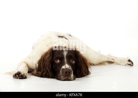 HUND. Englischer springer-Spaniel im Liegen Stockfoto