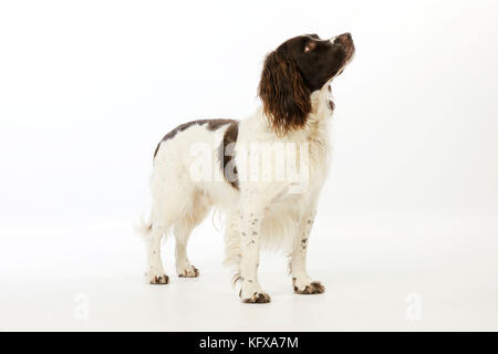 HUND. Englischer springer-Spaniel, der vor der Kamera wegschaut Stockfoto