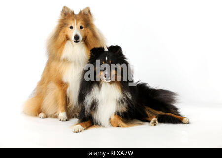 HUND. Shetland-Schäferhunde Stockfoto