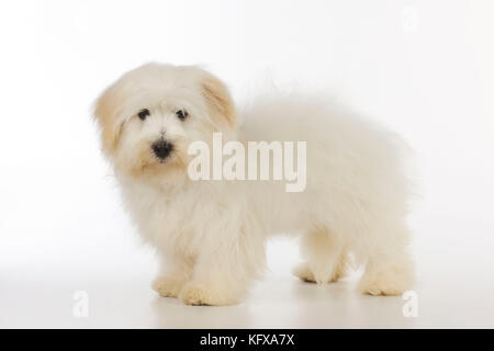 Hund - Coton de Tulear Stockfoto