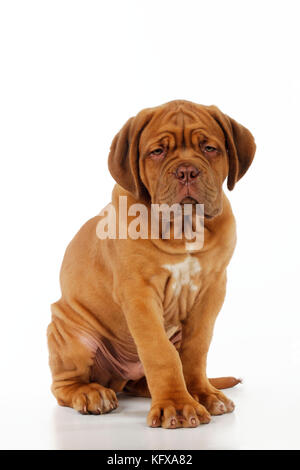 HUND. Dogue de bordeaux Welpe setzt sich Stockfoto