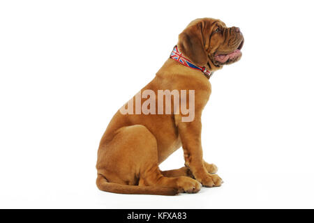 HUND. Dogue de bordeaux Hündchen sitzt mit einem Gewerkschafts-Kragen Stockfoto