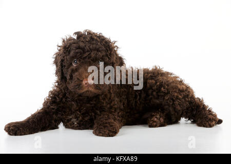 HUND. Spanischer Wasserhund, der sich hinlegt Stockfoto
