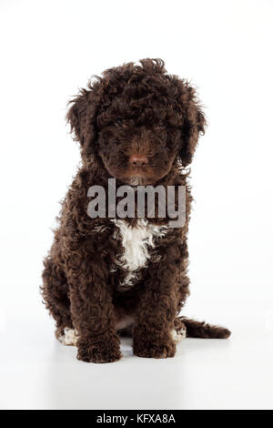 HUND. Spanischer Wasserhund, der sich hinsetzt Stockfoto