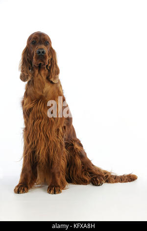 HUND. Irischer Setter sitzt Stockfoto