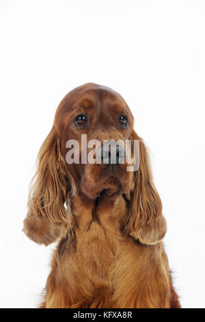 HUND. Irischer Setter mit Kopfschuss Stockfoto