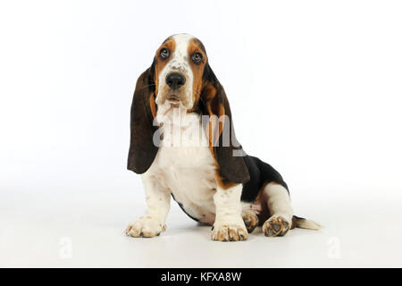 HUND. Basset-Hund (10 Wochen) Sitzen Stockfoto