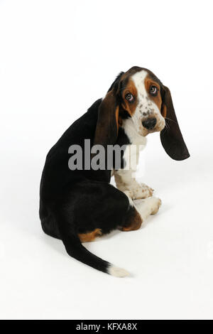 HUND. Basset-Hund (10 Wochen) Sitzen Stockfoto