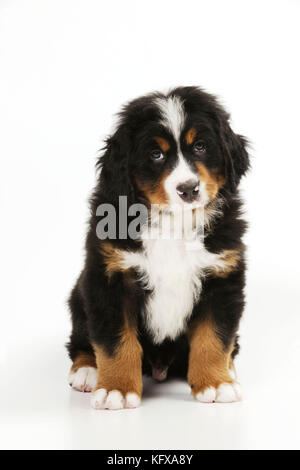 HUND. Berner Hündchen sitzt. Auch bekannt als Berner Sennenhund. Stockfoto