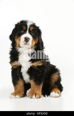 HUND. Berner Hündchen sitzt. Auch bekannt als Berner Sennenhund. Stockfoto