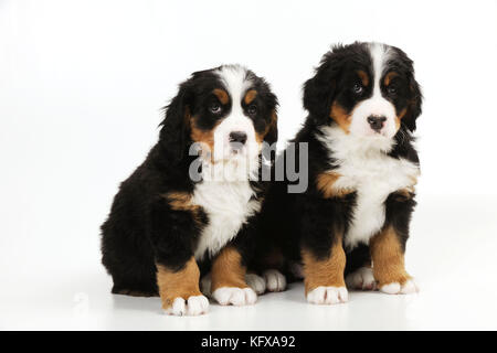 HUND. Berner Bergwelpen, die zusammen sitzen. Auch bekannt als Berner Sennenhund. Stockfoto