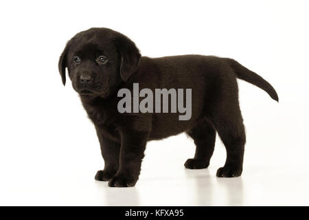 HUND. Schwarzes labrador-Hündchen im Stehen Stockfoto