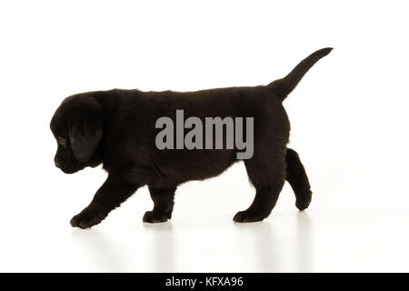 HUND. Schwarzes labrador-Hündchen im Stehen Stockfoto