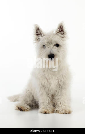 HUND. Ein weißer Terrier-Welpe aus dem West Highland Stockfoto