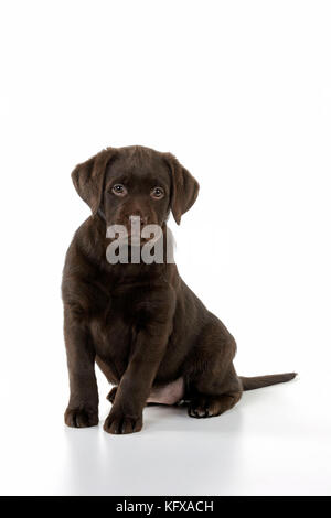 Hund - Schokoladen-Labrador Hündchen - setzt sich Stockfoto