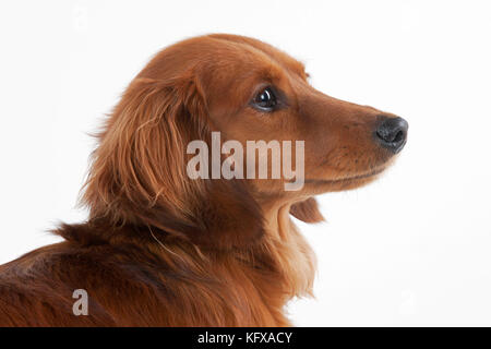 Hund - Miniatur-Dachshund Mit Langen Haaren. In den USA auch als Doxie bekannt. Stockfoto