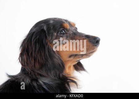 Hund - Miniatur-Dachshund Mit Langen Haaren. In den USA auch als Doxie bekannt. Stockfoto