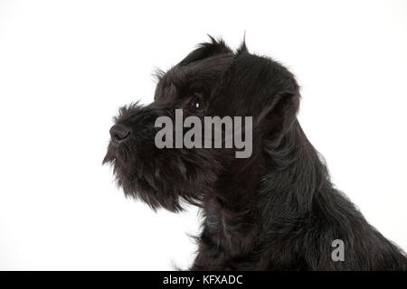 Hund - Miniaturschnauzer - 10 Wochen altes Hündchen Stockfoto