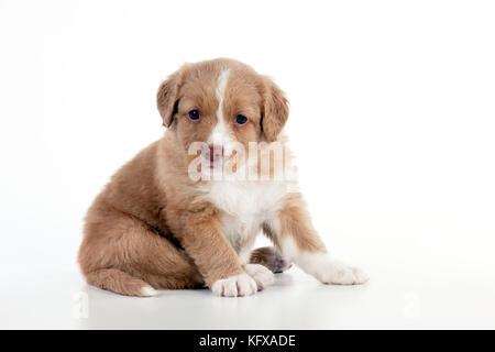 HUND - Nova scotia Enten-Tolling Retriever Hündchen Sitzen (6 Wochen) Stockfoto