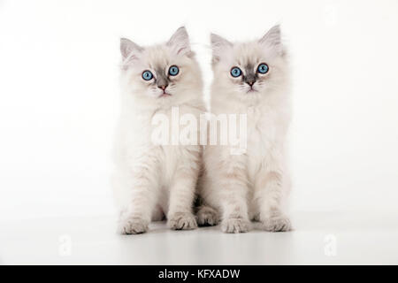 KATZE - 10 Wochen alte Ragdoll Kätzchen Stockfoto