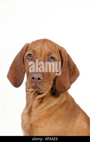 HUND - Ungarisches Wizsla Hündchen (Kopfschuss) Stockfoto