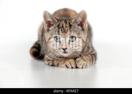 KATZE - Kätzchen legt sich hin Stockfoto