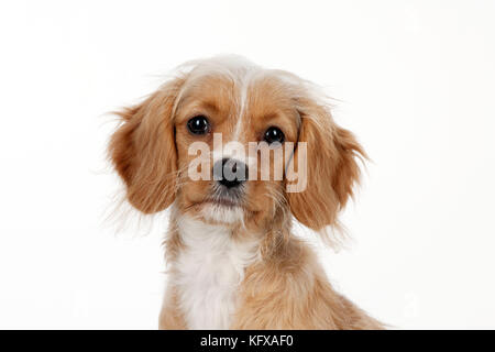 HUND - Cavapoo Stockfoto