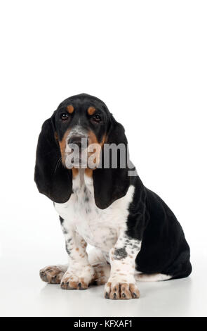 HUND - Basset-Hund-Hundewelpen-Sitzen Stockfoto