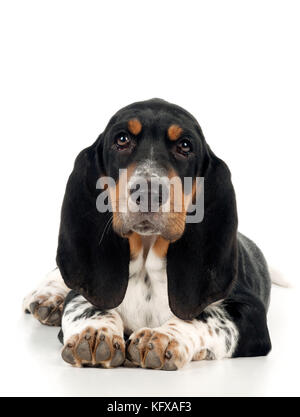 HUND - Basset-Hund-Hundewelpen-Sitzen Stockfoto