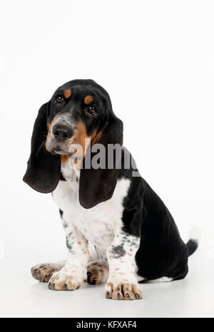 HUND - Basset-Hund-Hundewelpen-Sitzen Stockfoto