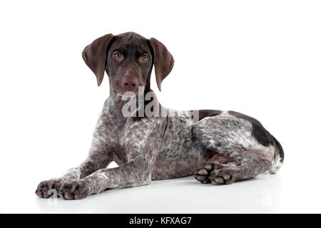 HUND - Deutscher Shorthaired Pointer - Legen Stockfoto