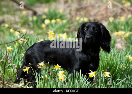 HUND - Cockerspaniel, der in Narzissen steht Stockfoto