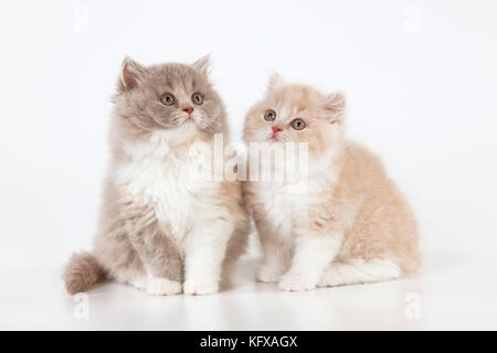 CAT - Britische Langhaarige Katzen. Wir sitzen zusammen. Stockfoto