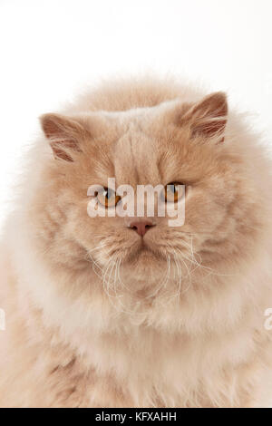 Cat - Britisch, Langhaarig Stockfoto