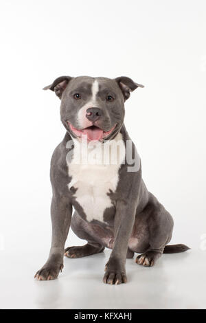 Hund - Staffordshire Bull Terrier Sitzen Stockfoto